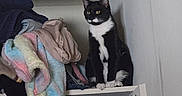 Ms. Meow Meow is registered to the contest to win money with this photo: black_and_white, cat, closet, clothes, colorful, cozy, curious, domestic, feline, fur, hanger, household, indoor, looking_away, pet, quiet, shelf, sitting, stacked_clothes, tuxedo_cat