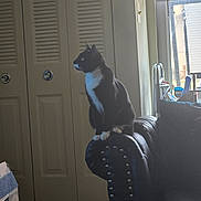 Ms. Meow Meow is registered to the contest to win money with this photo: animal, armrest, blinds, cardboard_box, cat, closet_doors, cozy, domestic, furniture, home_interior, household_items, indoor, leather_couch, looking_away, natural_light, pet, side_profile, sitting, tuxedo_cat, window