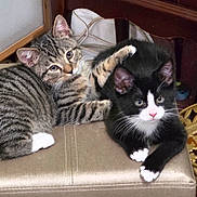 Scarlett And Chase is registered to the contest to win money with this photo: black_and_white_cat, cats, companions, cozy, cuddling, curious, cushion, cute, domestic, ears, feline, furniture, indoor, kitten, paw, pets, resting, tabby_cat, whiskers, young_animals