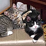 black_and_white_cat, cats, companions, cozy, cuddling, curious, cushion, cute, domestic, ears, feline, furniture, indoor, kitten, paw, pets, resting, tabby_cat, whiskers, young_animals