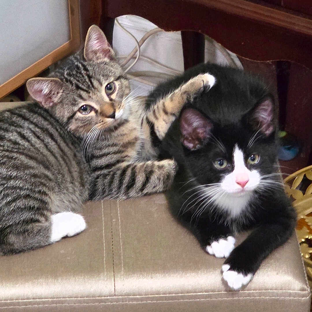 Scarlett And Chase is registered to the contest to win money with this photo: black_and_white_cat, cats, companions, cozy, cuddling, curious, cushion, cute, domestic, ears, feline, furniture, indoor, kitten, paw, pets, resting, tabby_cat, whiskers, young_animals