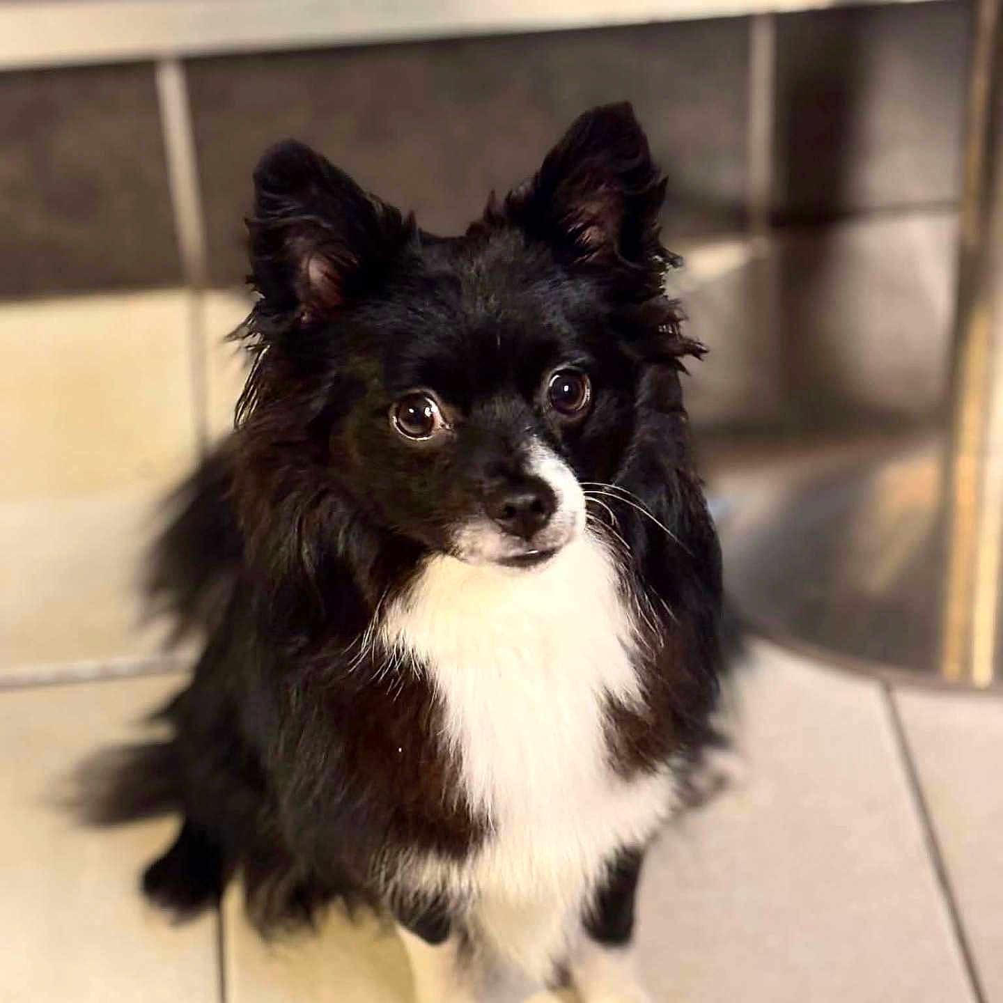 Billy a rejoint le concours — aidez-le/la à gagner de superbes lots ! dog, puppy, black_and_white, fluffy, long_hair, pointed_ears, white_chest, white_paws, brown_eyes, portrait, indoor, tile_floor, standing, pet, canine, adorable, alert, furry, centered_composition, warm_lighting
