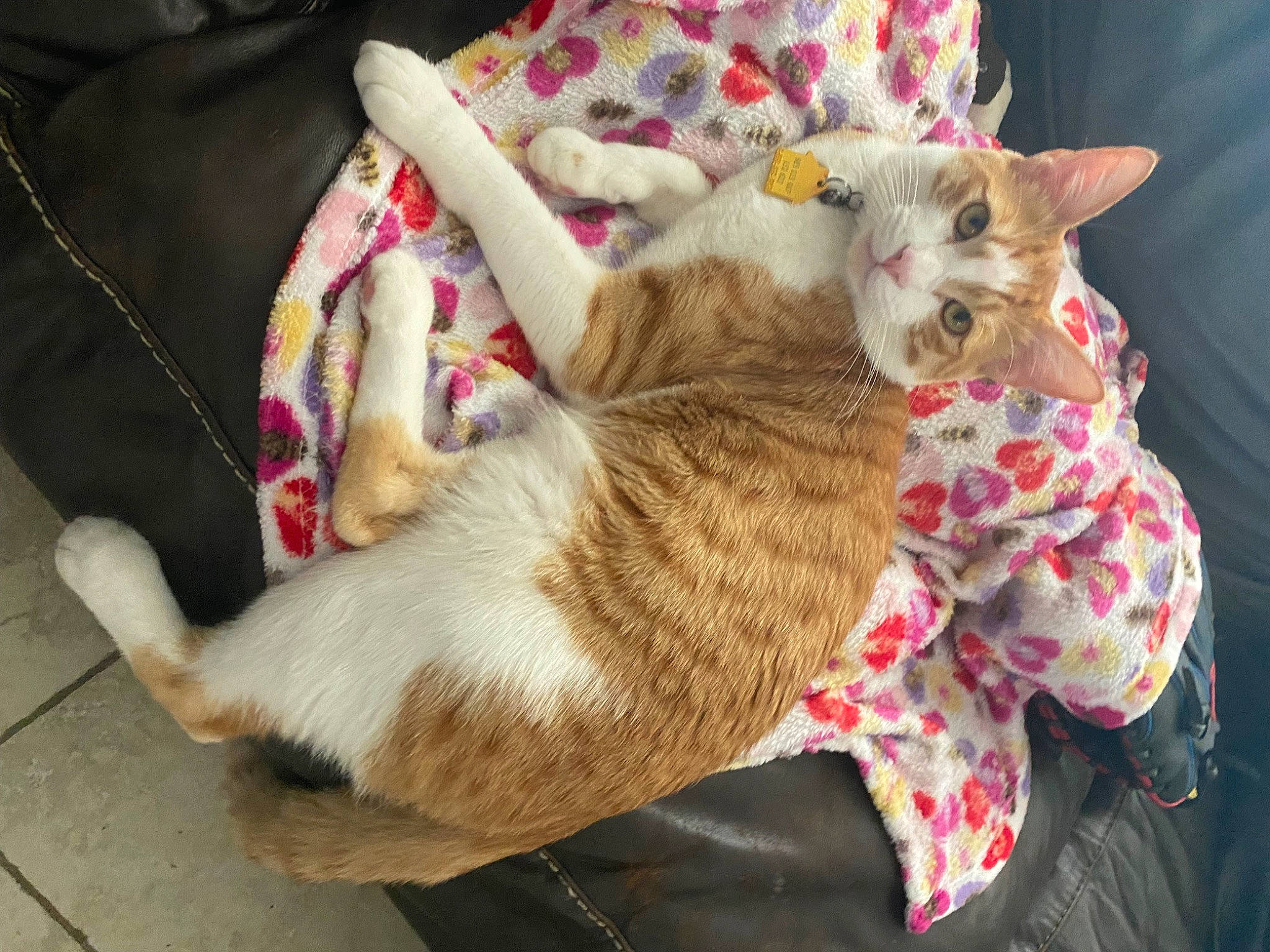 Buttercup is registered to the contest to win money with this photo: canidae, carnivore, cat, claw, comfort, domestic_short_haired_cat, fawn, felidae, fur, lap, linens, mammal, nap, paw, small_to_medium_sized_cats, tail, tree, vehicle, vertebrate, whiskers