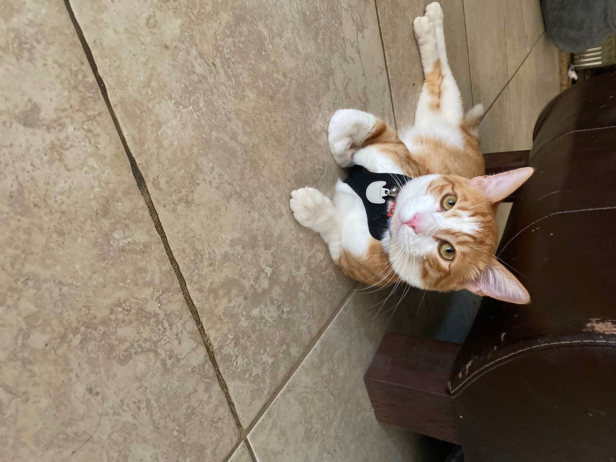 Buttercup is registered to the contest to win money with this photo: canidae, carnivore, cat, comfort, companion_dog, dog_breed, domestic_short_haired_cat, fawn, felidae, floor, flooring, fur, hardwood, musical_instrument, small_to_medium_sized_cats, sporting_group, tail, vehicle, whiskers, wood