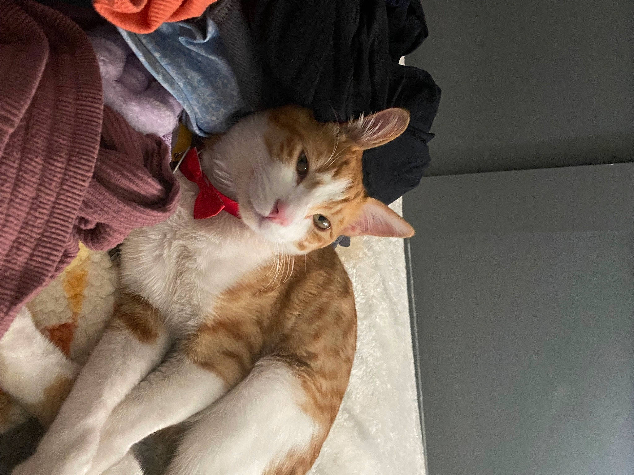 Buttercup is registered to the contest to win money with this photo: canidae, carnivore, cat, claw, comfort, companion_dog, domestic_short_haired_cat, fawn, felidae, fur, gesture, human_leg, lap, linens, paw, small_to_medium_sized_cats, snout, tail, vertebrate, whiskers