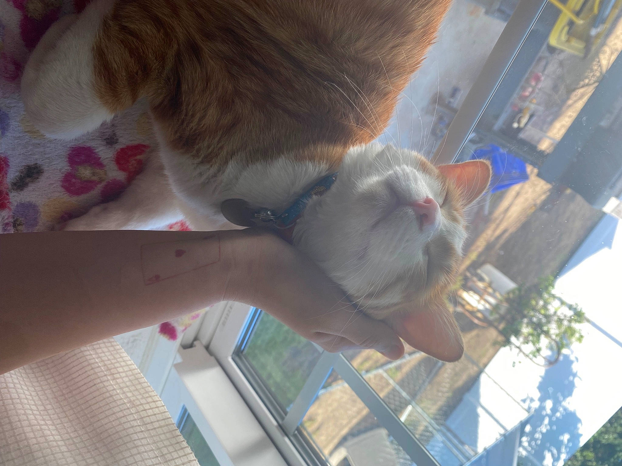 Buttercup is registered to the contest to win money with this photo: canidae, carnivore, cat, companion_dog, dog_breed, domestic_short_haired_cat, fawn, felidae, fun, fur, gesture, human_leg, paw, small_to_medium_sized_cats, sporting_group, tail, tree, whiskers, window, wood