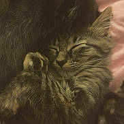 Fluffy is registered to the contest to win money with this photo: kitten, sleeping, fur, fluffy, cozy, cute, pet, animal, tabby, whiskers, paws, relaxing, resting, indoors, soft, closeup, adorable, young, peaceful, snuggling