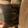 Fluffy is registered to the contest to win money with this photo: kitten, cat, close_up, fluffy, fur, indoor, curious, eyes, soft, pet, animal, cute, young, peek, cozy, blurred_background, feline, whiskers, ears, resting