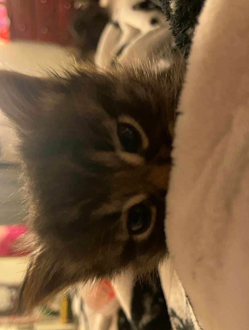 Fluffy is registered to the contest to win money with this photo: kitten, cat, close_up, fluffy, fur, indoor, curious, eyes, soft, pet, animal, cute, young, peek, cozy, blurred_background, feline, whiskers, ears, resting