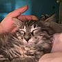 Fluffy joined the competition — help win amazing prizes! cat, tabby, sleeping, fluffy, pet, hand, indoor, close_up, cozy, relaxed, animal, fur, resting, domestic_animal, cute, comfort, peaceful, mammal, whiskers, feline