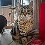 Aslan a rejoint le concours — aidez-le/la à gagner de superbes lots ! cat, tabby, indoor, floor, toy, feathers, furniture, box, curious, pet, animal, playful, wide_eyes, brown, striped, kitten, domestic, tile_floor, close_up, two_cats