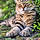Aslan