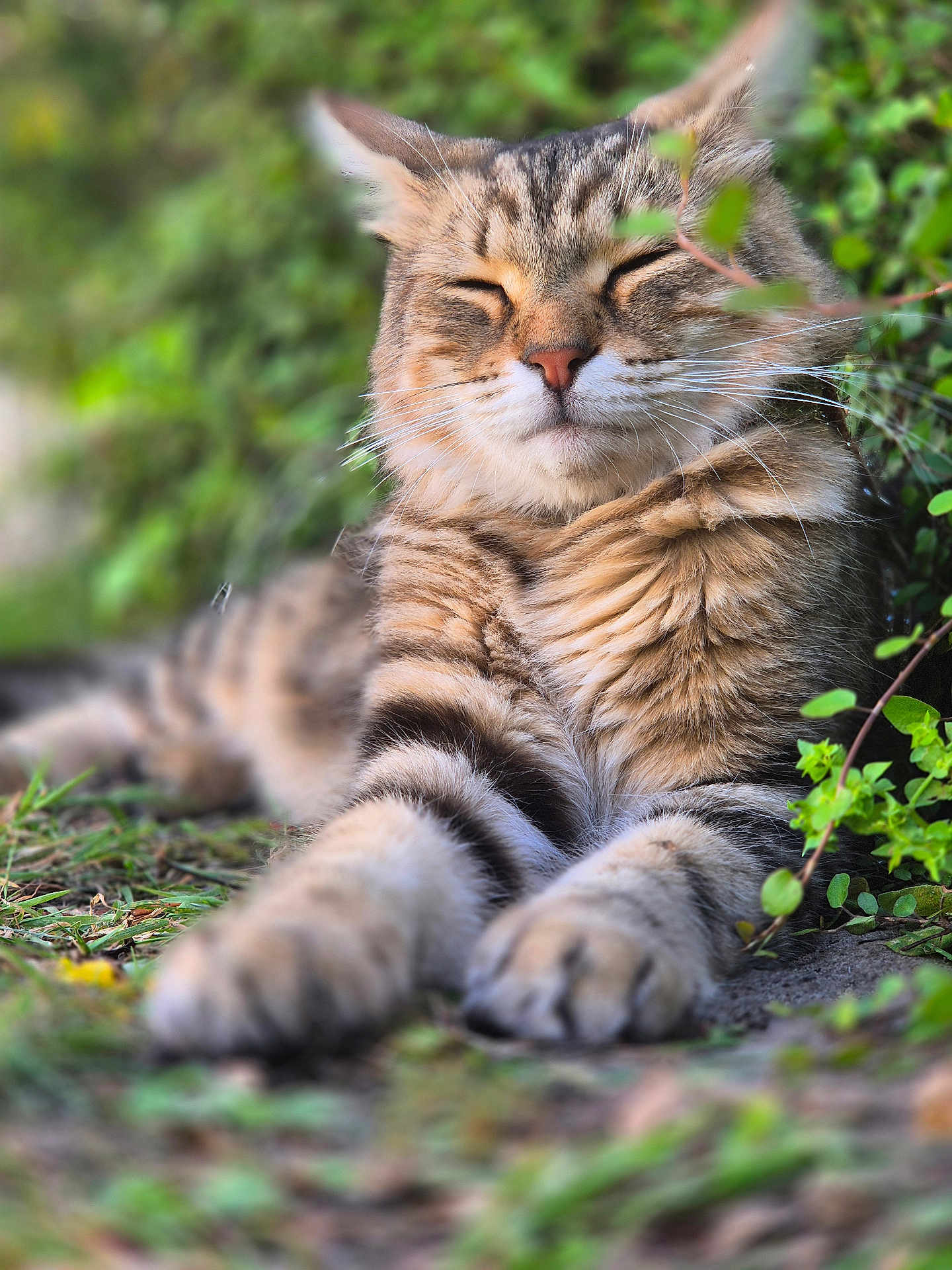 Aslan a rejoint le concours — aidez-le/la à gagner de superbes lots ! cat, tabby, outdoor, animal, feline, relaxed, sleeping, nature, greenery, fur, whiskers, closeup, mammal, pet, grass, peaceful, sunlight, blurred_background, resting, cute