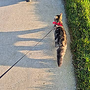 Aslan participe au concours pour gagner de l'argent avec cette photo : cat, leash, sidewalk, grass, shadow, person, shoe, walking, pet, collar, outdoor, sunlight, shadow_play, animal, feline, tabby, walking_leash, nature, footwear, pavement