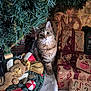 Aslan participe au concours pour gagner de l'argent avec cette photo : cat, kitten, christmas_tree, presents, gift_wrap, holiday, decoration, teddy_bear, curious, wide_eyes, indoor, festive, ribbon, pine_needles, fur, whiskers, holiday_season, cozy, cute, playful