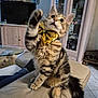 cat, tabby, bow_tie, paw, couch, living_room, furniture, glass_table, cabinet, television, curtains, floor_tiles, decor, pet, playful, indoor, whiskers, tail, cute, fur