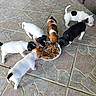 puppies, dogs, animals, feeding, food, plate, outdoor, patio, tile, wicker_furniture, black_and_white, brown_and_white, small_dogs, litter, eating, group, cute, pets, tail, daylight