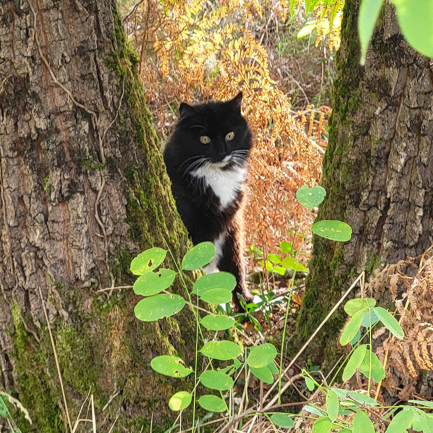 Garcia participe au concours pour gagner de l'argent avec cette photo : animal, black_and_white, cat, closeup, curious, daylight, foliage, forest, furry, green_leaves, mammal, moss, nature, outdoor, pets, plants, tree, trunk, whiskers, wildlife