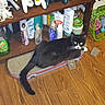 Bandit is registered to the contest to win money with this photo: cat, tuxedo_cat, black_and_white, pet, feline, animal, green_eyes, whiskers, sitting, lounging, scratcher, cardboard, tail, wood_floor, shelf, video_game_controllers, toiletries, birdcage, indoor, cluttered_background