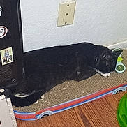 Bandit is registered to the contest to win money with this photo: cat, black_cat, pet, animal, sleeping, lying_down, relaxed, scratcher, cardboard, toy, indoor, home, floor, wood_floor, wall, electrical_outlet, sticker, green_toy, play_area, whiskers