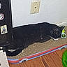 cat, black_cat, pet, animal, sleeping, lying_down, relaxed, scratcher, cardboard, toy, indoor, home, floor, wood_floor, wall, electrical_outlet, sticker, green_toy, play_area, whiskers