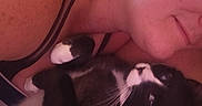 Bandit joined the competition — help win amazing prizes! cat, tuxedo_cat, black_and_white, pet, feline, whiskers, green_eyes, lying_down, upside_down, relaxed, indoor, bed, bedding, person, cuddling, close_up, portrait, cozy, low_light, home
