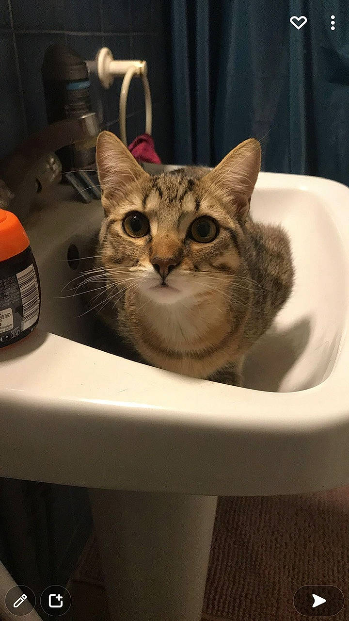 Nalou participe au concours pour gagner de l'argent avec cette photo : carnivore, cat, domestic_short_haired_cat, door, felidae, fur, plumbing_fixture, small_to_medium_sized_cats, snout, whiskers