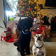 Costco is registered to the contest to win money with this photo: dog, dogs, black_dog, white_dog, french_bulldog, poodle, christmas_tree, presents, gifts, ornaments, tree_lights, stockings, fireplace, living_room, concrete_floor, collar, window, television, holiday_decorations, pet_portrait