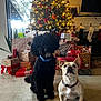 dog, dogs, black_dog, white_dog, french_bulldog, poodle, christmas_tree, presents, gifts, ornaments, tree_lights, stockings, fireplace, living_room, concrete_floor, collar, window, television, holiday_decorations, pet_portrait