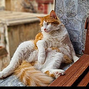 Luna a rejoint le concours — aidez-le/la à gagner de superbes lots ! animal, calm, cat, cute, domestic_animal, feline, fluffy, fur, ledge, looking_away, lounging, orange_cat, outdoor, pet, portrait, relaxed, sitting, stone, tail, white_cat