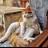 animal, calm, cat, cute, domestic_animal, feline, fluffy, fur, ledge, looking_away, lounging, orange_cat, outdoor, pet, portrait, relaxed, sitting, stone, tail, white_cat