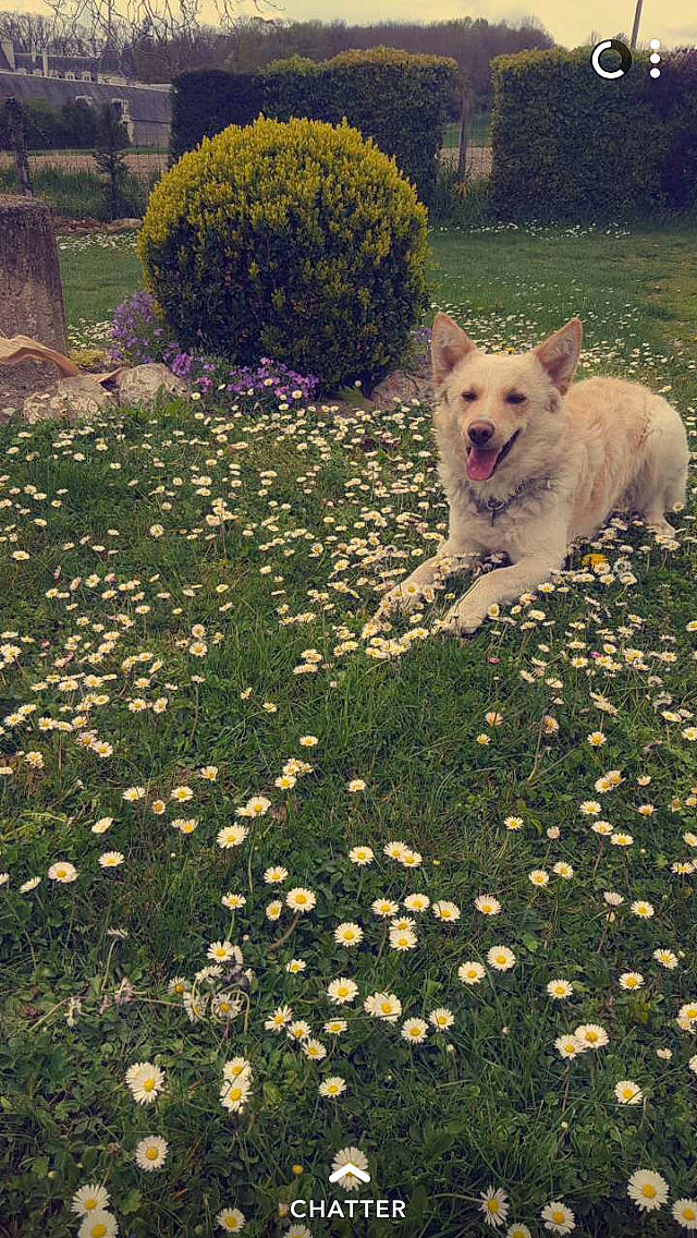 Achille a rejoint le concours — aidez-le/la à gagner de superbes lots ! canidae, carnivore, companion_dog, dog, dog_breed, fawn, flooring, flower, garden, grass, groundcover, lawn, leaf, plant, road_surface, shrub, sporting_group, tail, tints_and_shades, tree