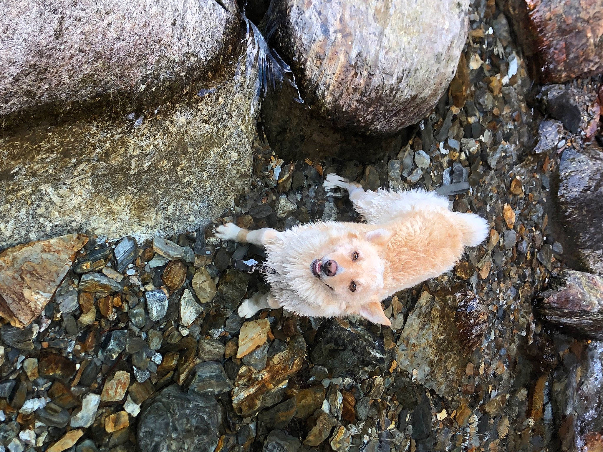 Achille a rejoint le concours — aidez-le/la à gagner de superbes lots ! bedrock, caterpillar, fawn, fur, geology, guinea_pig, insect, larva, muroidea, pest, plant, rock, rodent, soil, tail, terrestrial_animal, tree, trunk, wildlife, wood