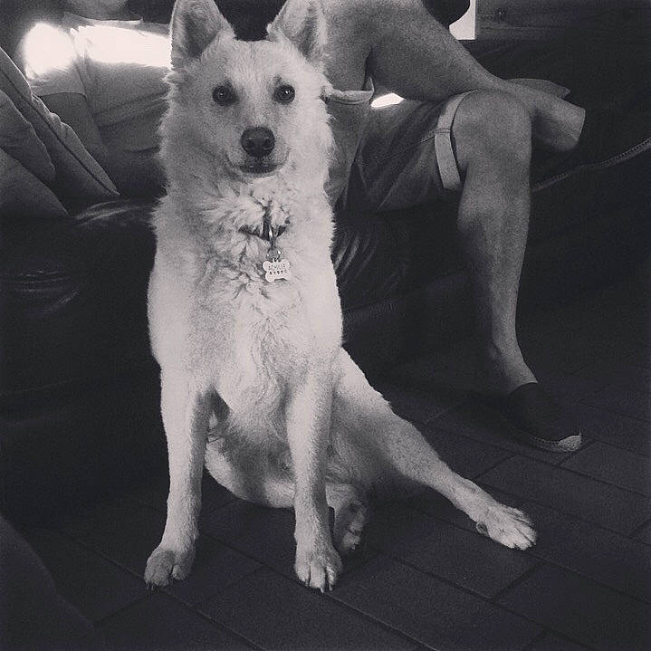 Achille a rejoint le concours — aidez-le/la à gagner de superbes lots ! canidae, carnivore, comfort, companion_dog, dog, dog_breed, flash_photography, foot, fur, happy, human_leg, monochrome, monochrome_photography, paw, snout, sporting_group, style, tail, whiskers, working_animal