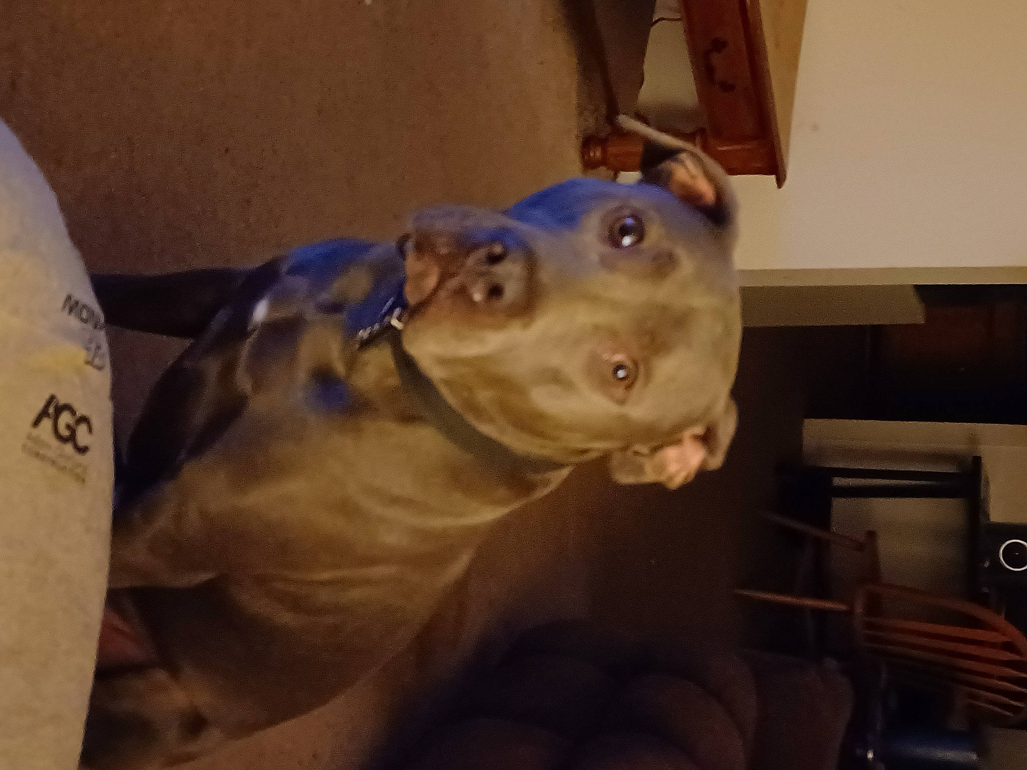 Karl is registered to the contest to win money with this photo: canidae, carnivore, companion_dog, dog, dog_breed, ear, electric_blue, fawn, fun, jaw, liver, non_sporting_group, personal_protective_equipment, snout, sporting_group, whiskers, working_animal