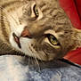 cat, tabby, close_up, pet, feline, whiskers, ear, green_eyes, lying_down, indoor, red_background, blue_pattern, relaxed, animal, mammal, fur, face, sleepy, mouth_open, domestic_cat