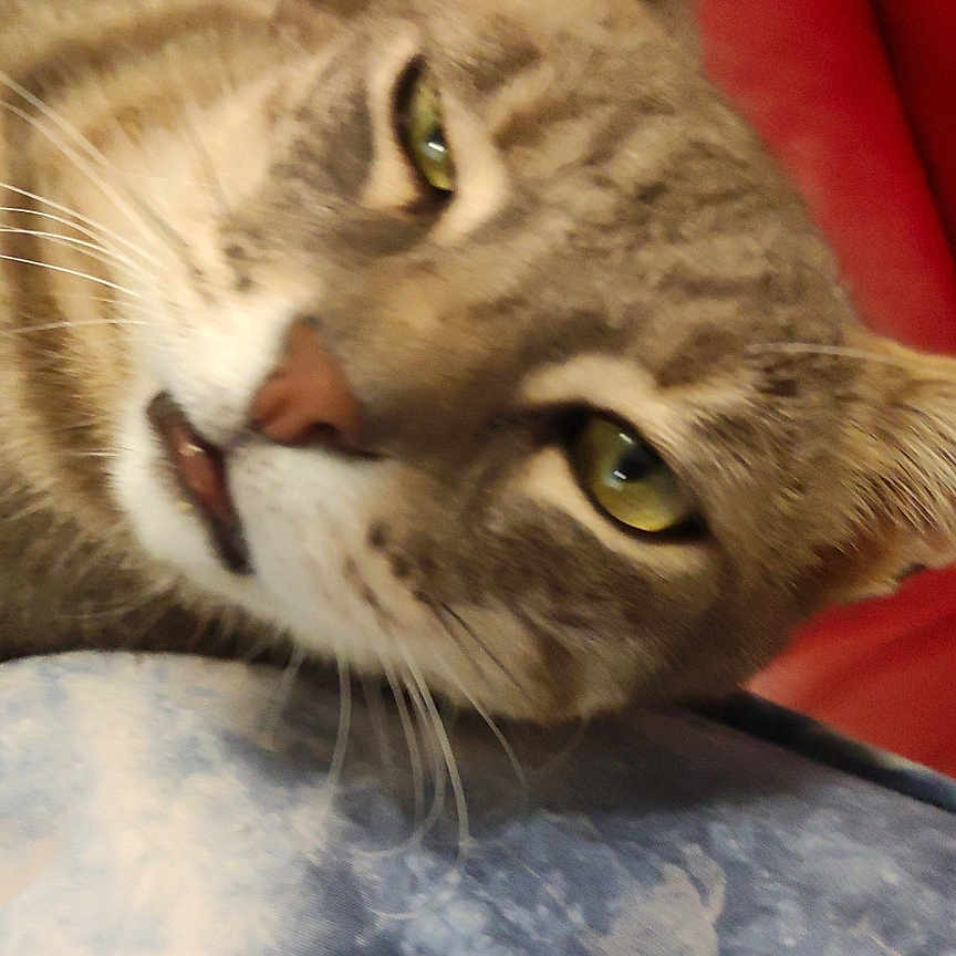 Tigrou a rejoint le concours — aidez-le/la à gagner de superbes lots ! animal, blue_pattern, cat, close_up, domestic_cat, ear, face, feline, fur, green_eyes, indoor, lying_down, mammal, mouth_open, pet, red_background, relaxed, sleepy, tabby, whiskers