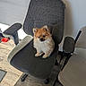 adorable, animal, companion, cute, cute_pet, dog, domestic_animal, ears, fluffy, furry, gray_chair, home, indoor, office_chair, paw, pet, sitting, small_dog, sunlight, wooden_floor