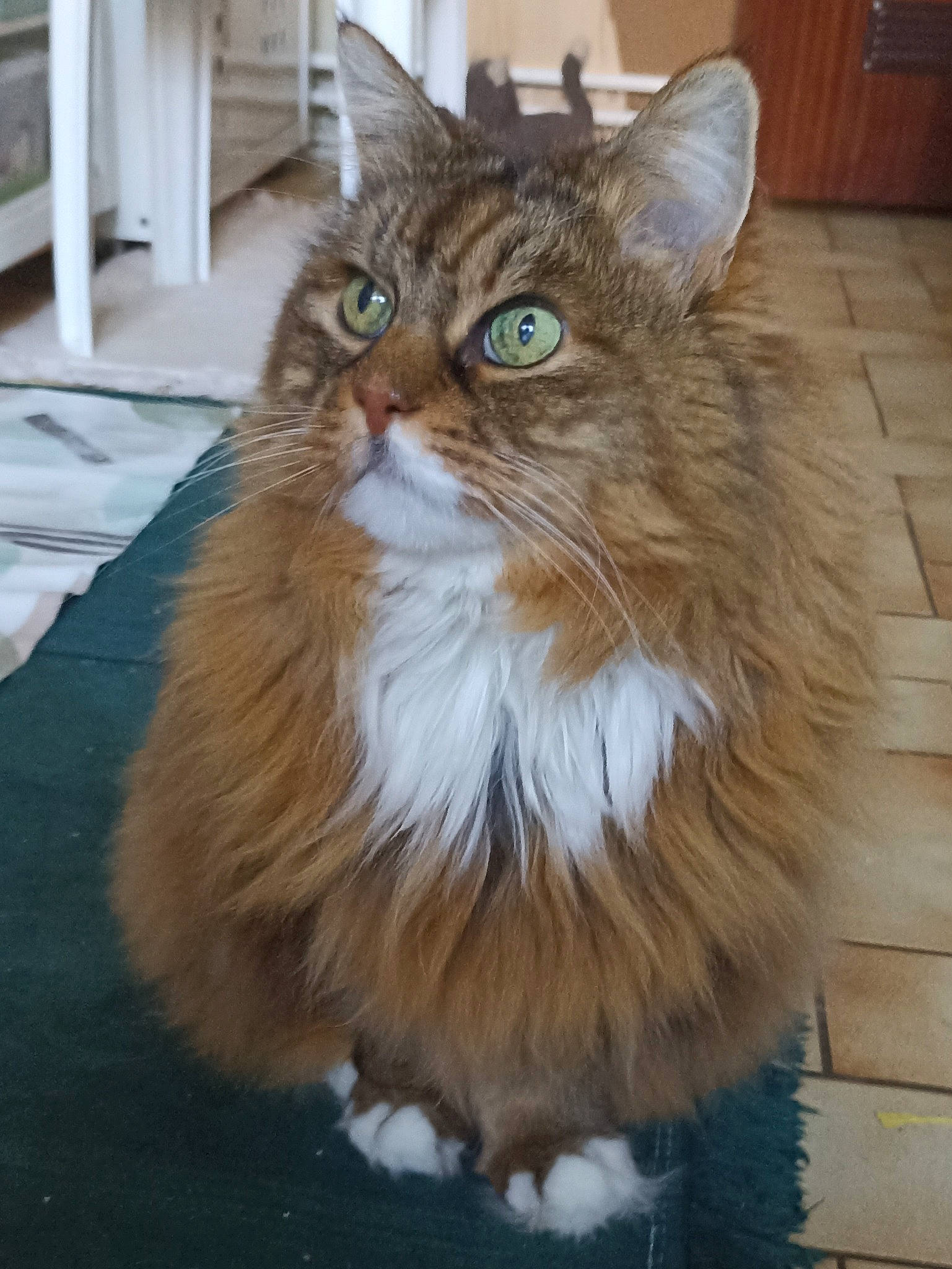 Miaw a rejoint le concours — aidez-le/la à gagner de superbes lots ! british_longhair, carnivore, cat, claw, domestic_short_haired_cat, door, fawn, felidae, flooring, fur, hair, hardwood, maine_coon, small_to_medium_sized_cats, snout, tail, terrestrial_animal, whiskers, window, wood