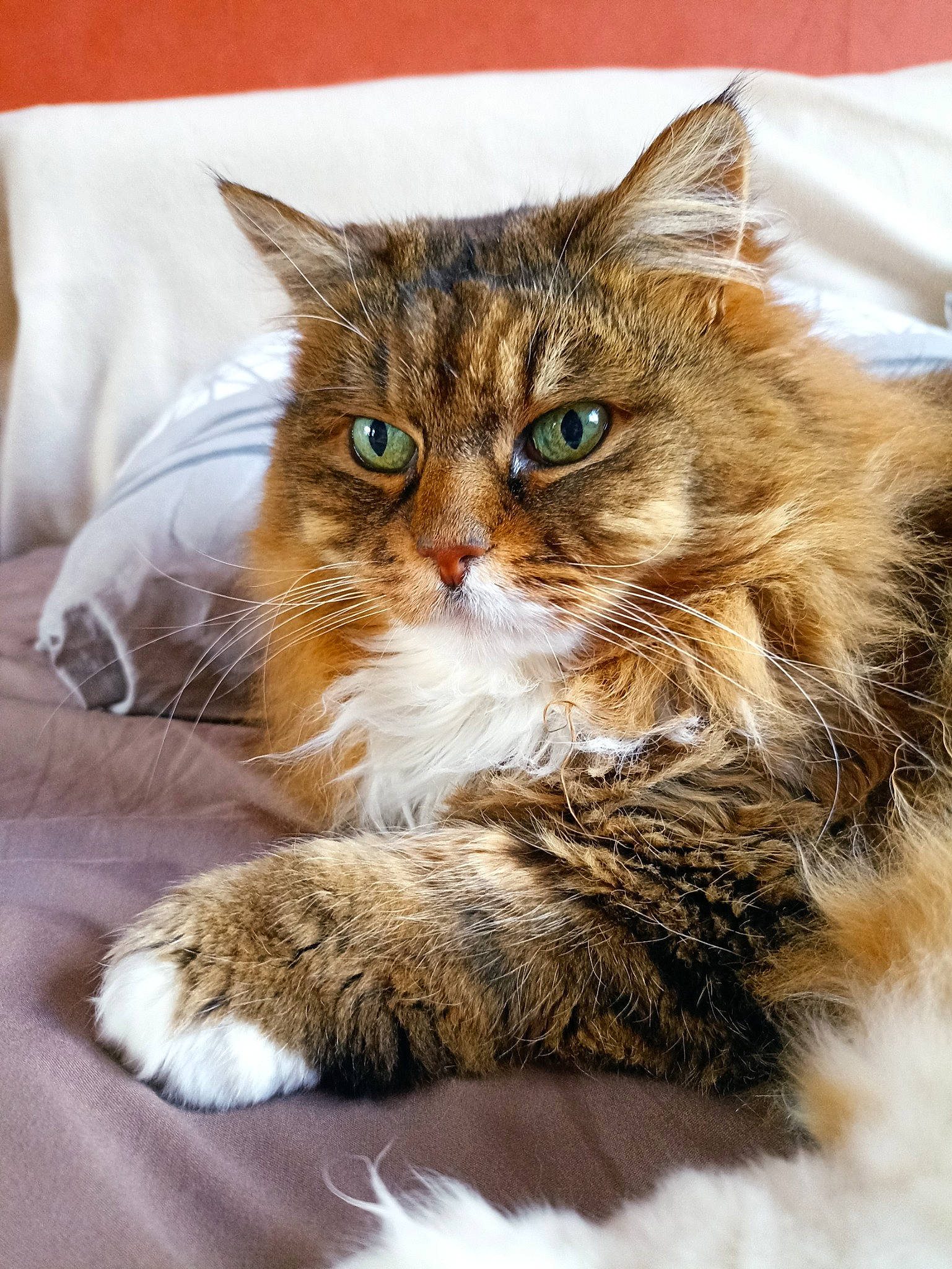 Miaw a rejoint le concours — aidez-le/la à gagner de superbes lots ! carnivore, cat, cat_supply, claw, comfort, domestic_short_haired_cat, fawn, felidae, fur, maine_coon, paw, small_to_medium_sized_cats, snout, tail, terrestrial_animal, whiskers, window