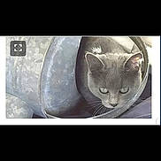 Abra joined the competition — help win amazing prizes! animal, black_background, cat, close_up, curious, ears, eyes, face, feline, gallery_interface, gray_cat, indoor, metal_tube, pet, photograph, pipe, portrait, sitting, smartphone_screen, whiskers