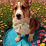 dog, corgi, pet, bow_tie, floral_bow, flower_field, flowers, grass, outdoor, spring, cushion, polka_dot, blue_cushion, portrait, close_up, ears, paws, nose, cute, sitting