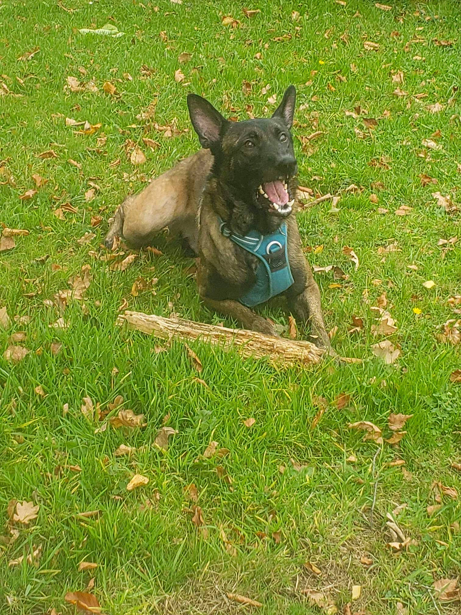 Rocky a rejoint le concours — aidez-le/la à gagner de superbes lots ! canidae, carnivore, companion_dog, dog, dog_breed, grass, grassland, groundcover, guard_dog, lawn, non_sporting_group, snout, tail, terrestrial_animal, toy_dog, working_animal, working_dog