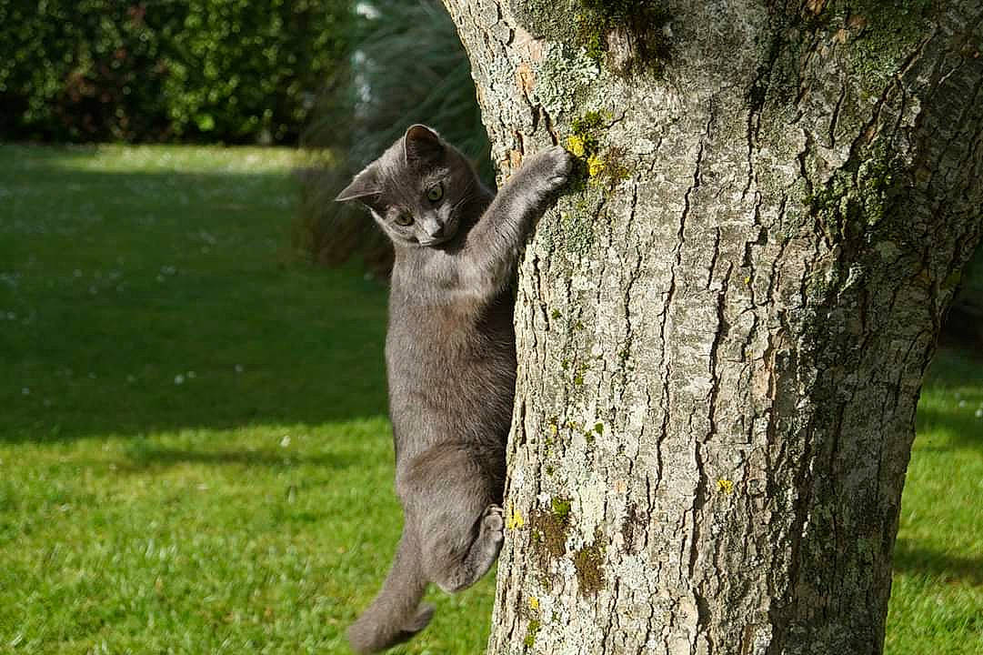 Minette participe au concours pour gagner de l'argent avec cette photo : art, canidae, carnivore, fawn, felidae, grass, grey, grey_squirrel, groundcover, koala, marsupial, plant, sculpture, small_to_medium_sized_cats, tail, terrestrial_animal, tree, trunk, whiskers, wood