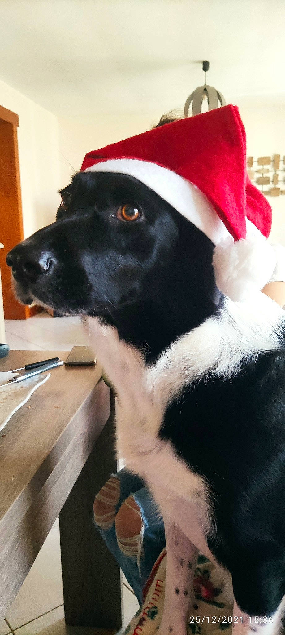 Lovely participe au concours pour gagner de l'argent avec cette photo : borador, canidae, carmine, carnivore, collar, companion_dog, costume_hat, dog, dog_breed, dog_collar, door, ear, fashion_accessory, fur, pet_supply, snout, sporting_group, table, whiskers, working_animal