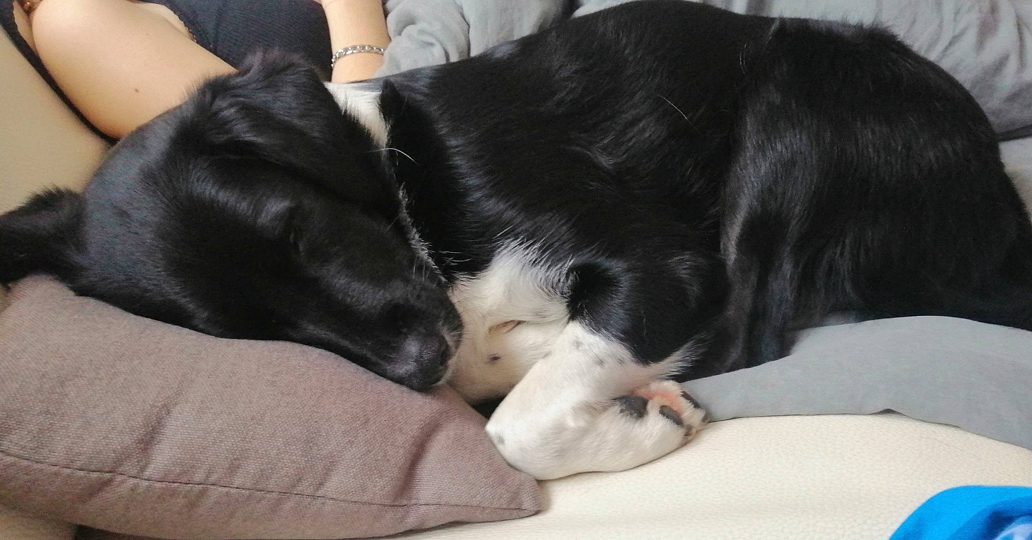 Lovely participe au concours pour gagner de l'argent avec cette photo : bored, carnivore, comfort, companion_dog, dog, dog_breed, foot, fur, gesture, human_leg, nail, nap, non_sporting_group, small_to_medium_sized_cats, snout, sporting_group, tail, whiskers, working_animal, wrist