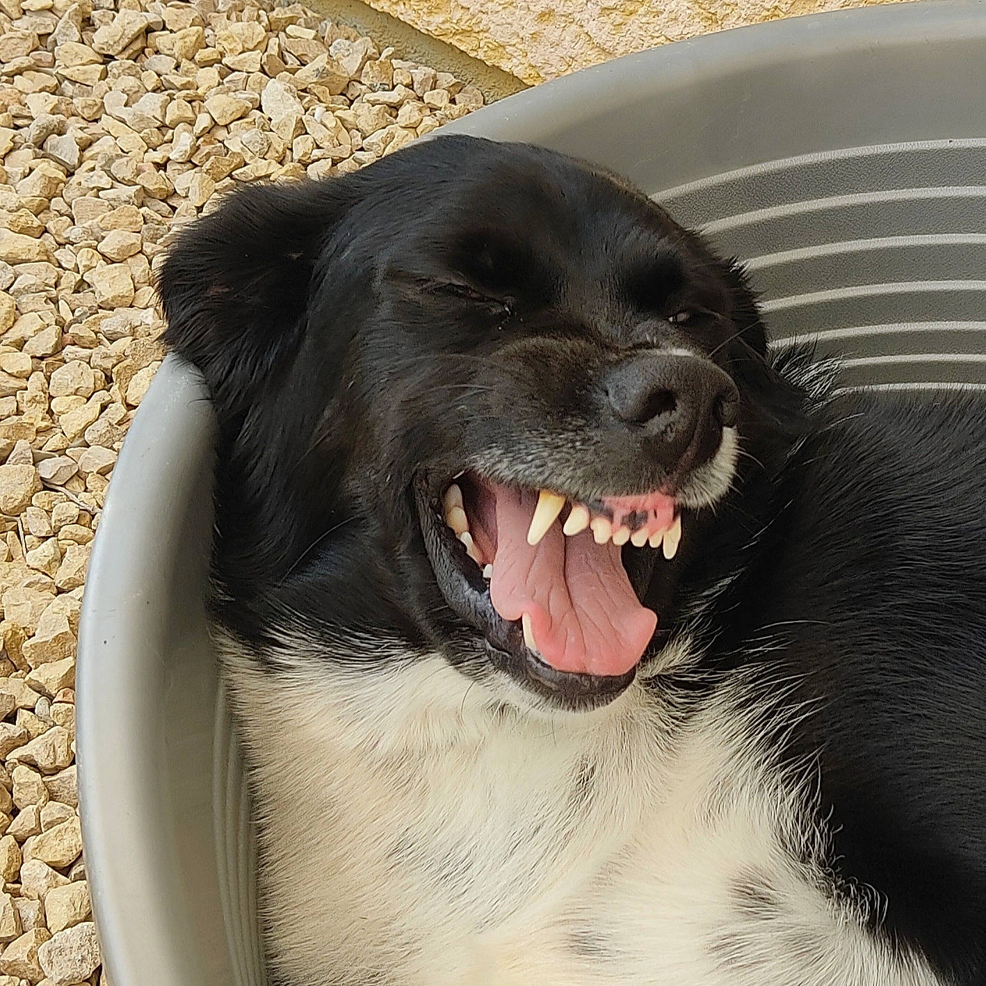 Lovely a rejoint le concours — aidez-le/la à gagner de superbes lots ! borador, canidae, carnivore, collar, companion_dog, dog, dog_breed, dog_collar, fang, fur, liver, paw, pet_supply, smile, snout, sporting_group, terrestrial_animal, whiskers, working_animal, yawn