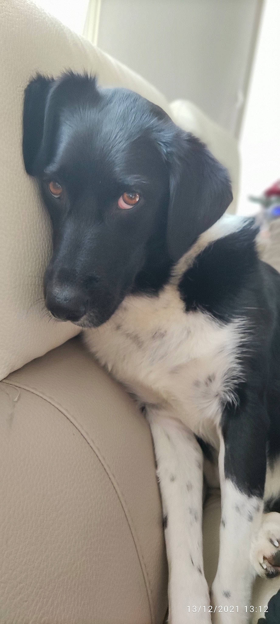 Lovely participe au concours pour gagner de l'argent avec cette photo : borador, canidae, carnivore, collar, companion_dog, dog, dog_breed, dog_collar, ear, fur, gun_dog, hunting_dog, retriever, snout, sporting_group, whiskers, working_animal