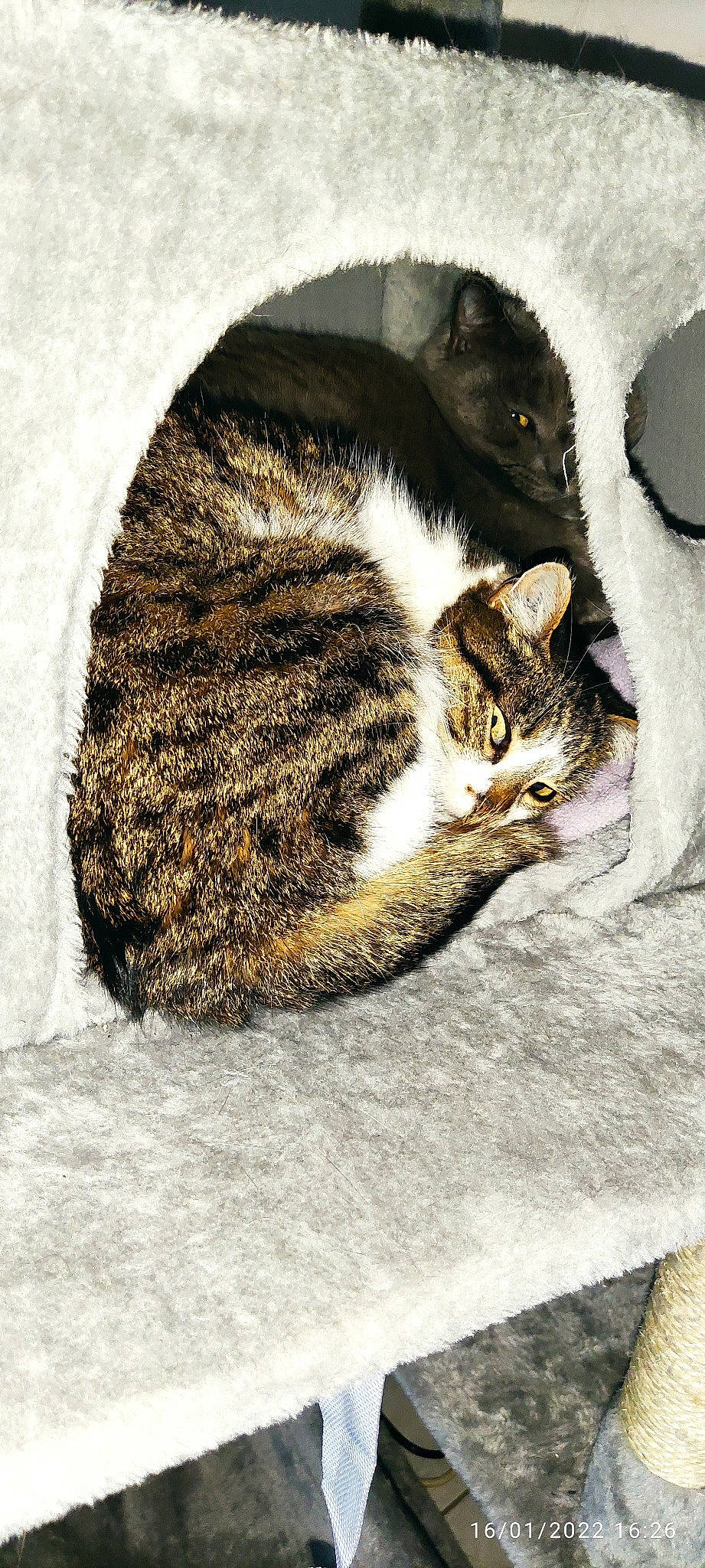 Shym participe au concours pour gagner de l'argent avec cette photo : art, carnivore, cat, claw, comfort, domestic_short_haired_cat, felidae, fur, grey, paw, sleep, small_to_medium_sized_cats, snout, tail, terrestrial_animal, tree, whiskers, window, wood