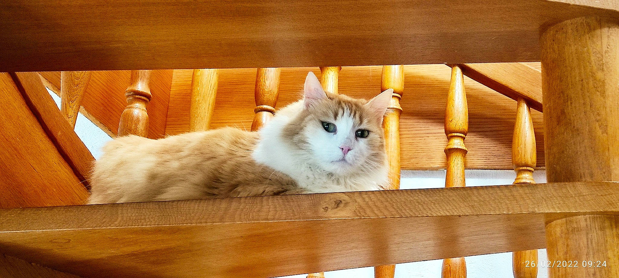 Ilou a rejoint le concours — aidez-le/la à gagner de superbes lots ! carnivore, cat, comfort, domestic_short_haired_cat, fawn, felidae, fur, hardwood, line, paw, small_to_medium_sized_cats, snout, tail, whiskers, wood, wood_stain